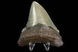 3.35" Fossil Megalodon Tooth - North Carolina - #129962-2
